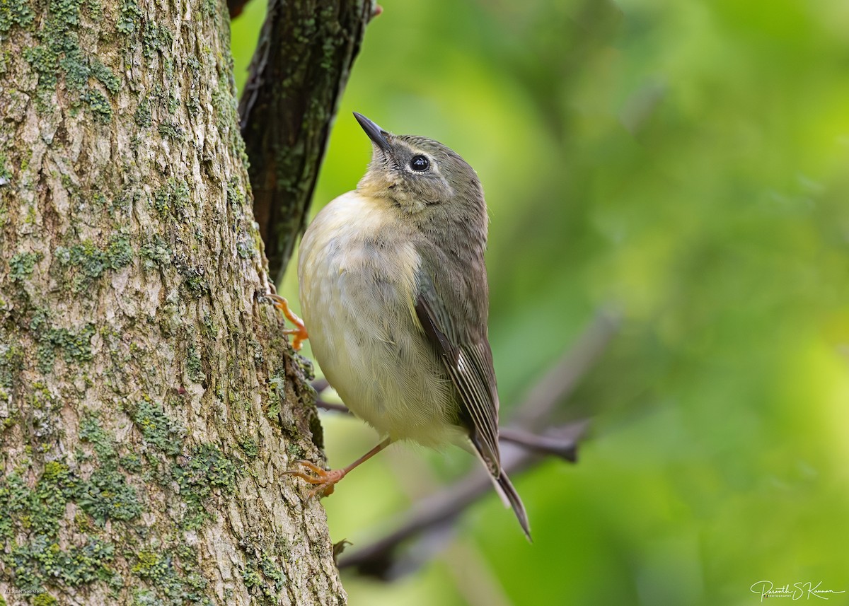 Black-throated Blue Warbler - ML641887935