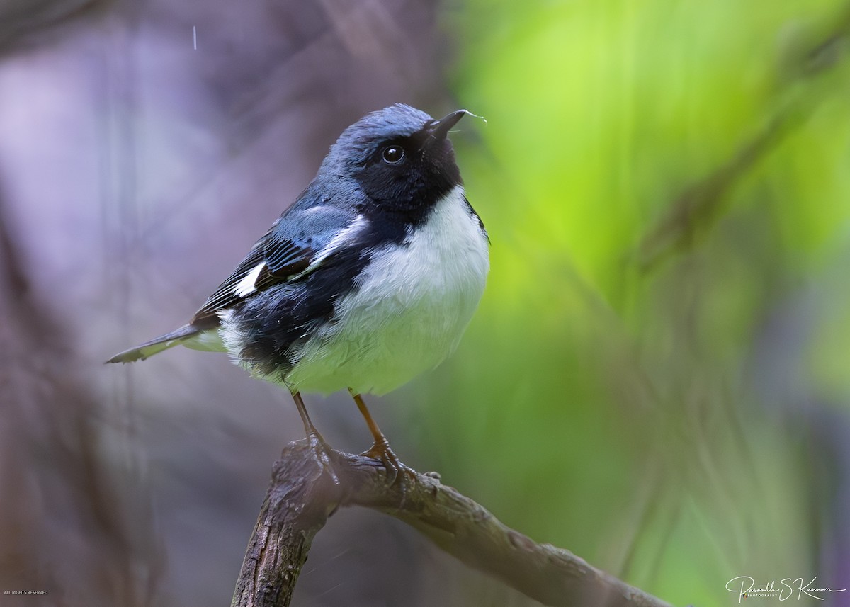 Black-throated Blue Warbler - ML641887936