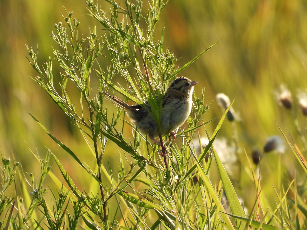 LeConte's Sparrow - ML641887941