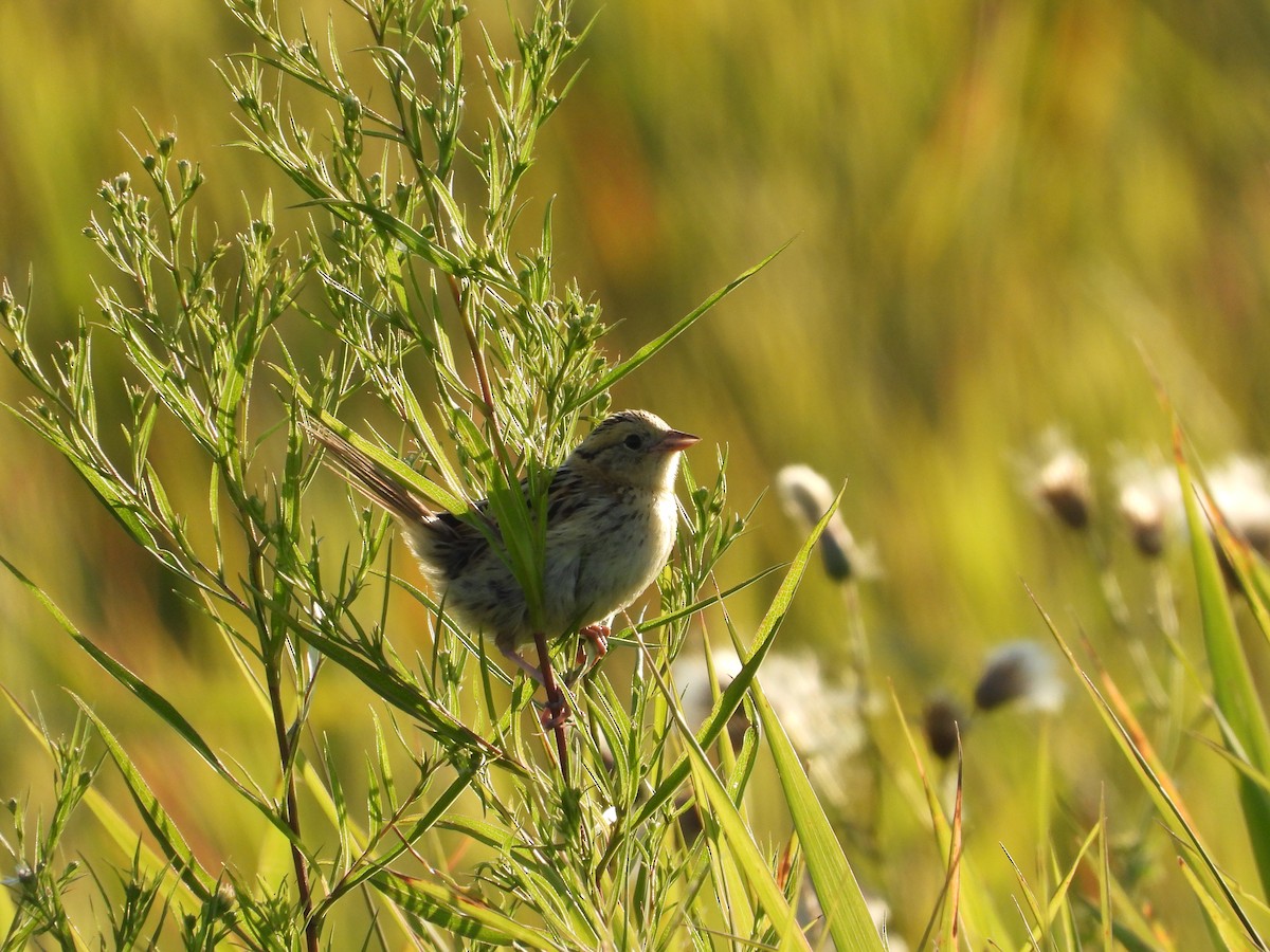 LeConte's Sparrow - ML641887942