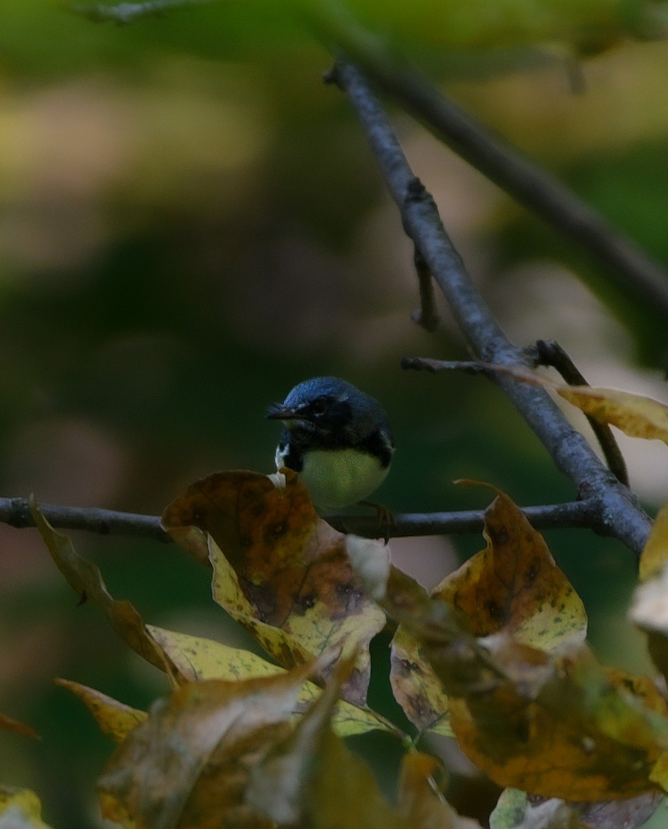Black-throated Blue Warbler - ML641887947