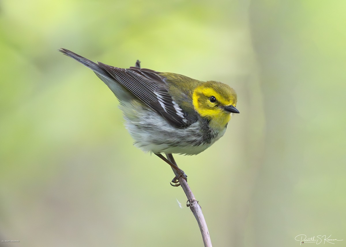 Black-throated Green Warbler - ML641887957