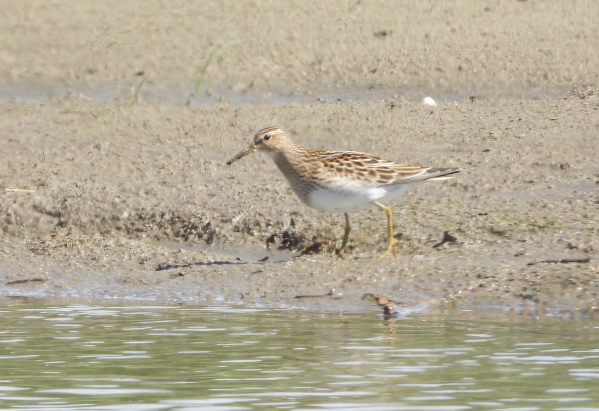 Pectoral Sandpiper - ML641887958