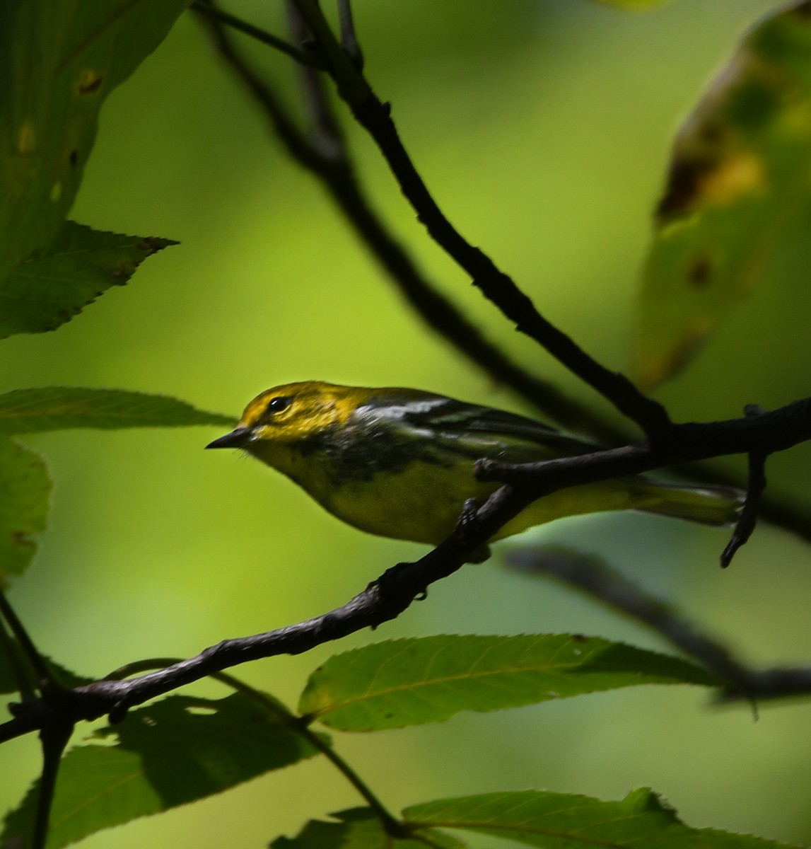 Black-throated Green Warbler - ML641887963