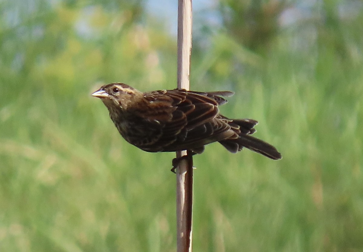 Red-winged Blackbird - ML641887965