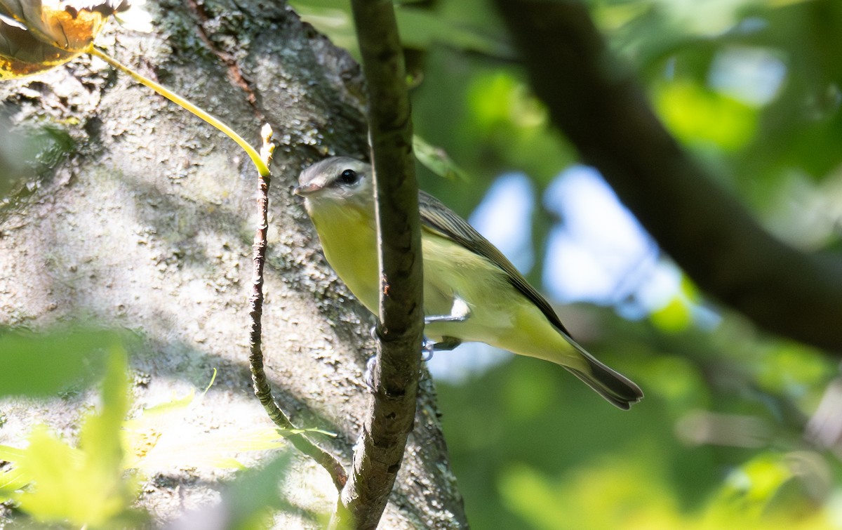 Vireo de Filadelfia - ML641887971