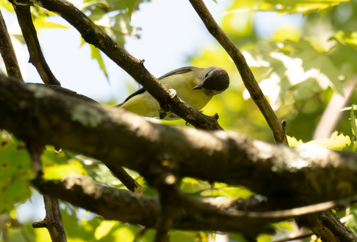 Vireo de Filadelfia - ML641887972