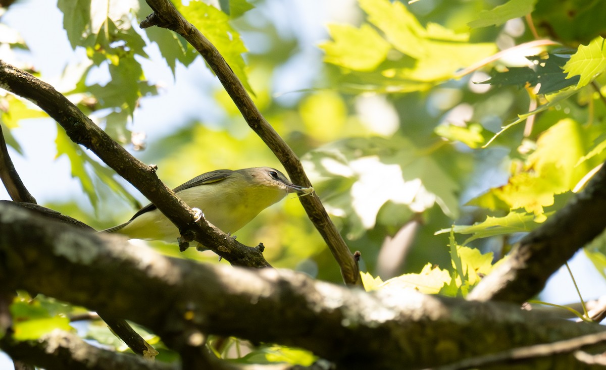 Vireo de Filadelfia - ML641887973