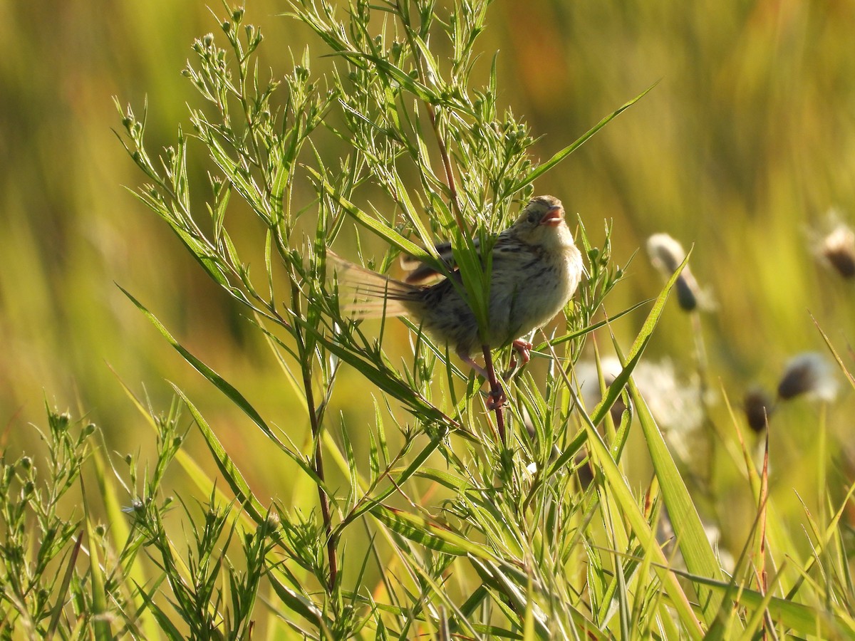 LeConte's Sparrow - ML641887976