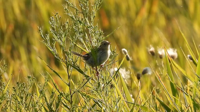 LeConte's Sparrow - ML641887981
