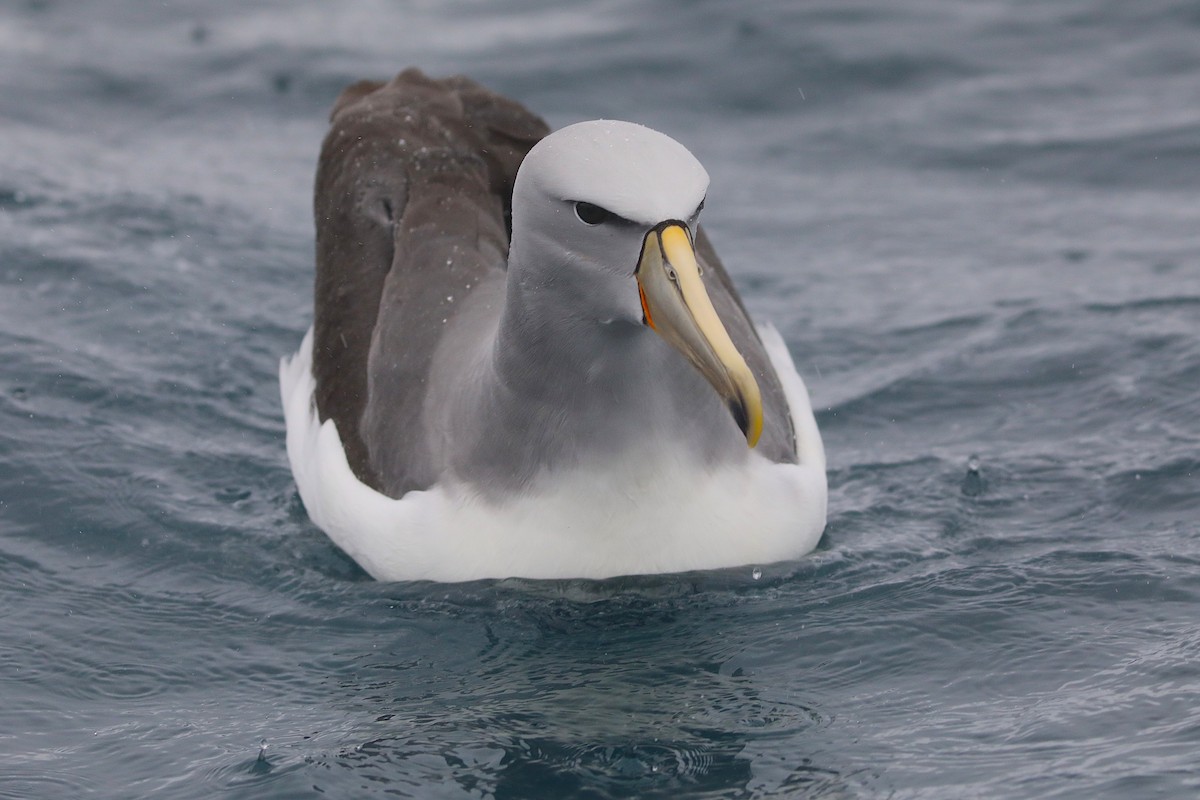 Salvin's Albatross - ML641887983