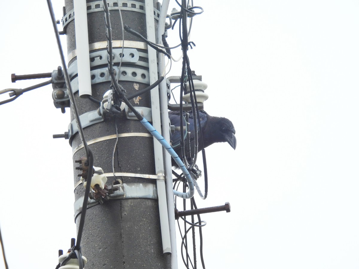 Large-billed Crow - ML641887984