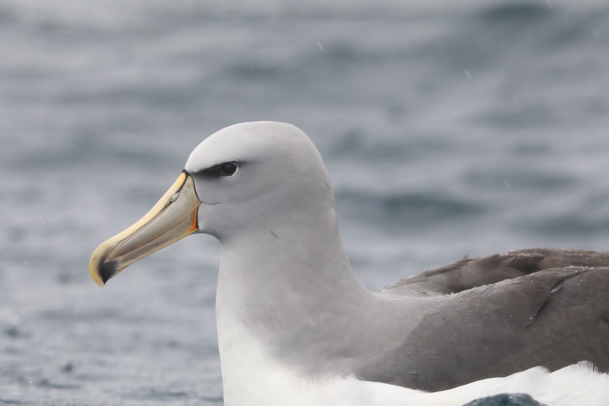 Salvin's Albatross - ML641887999