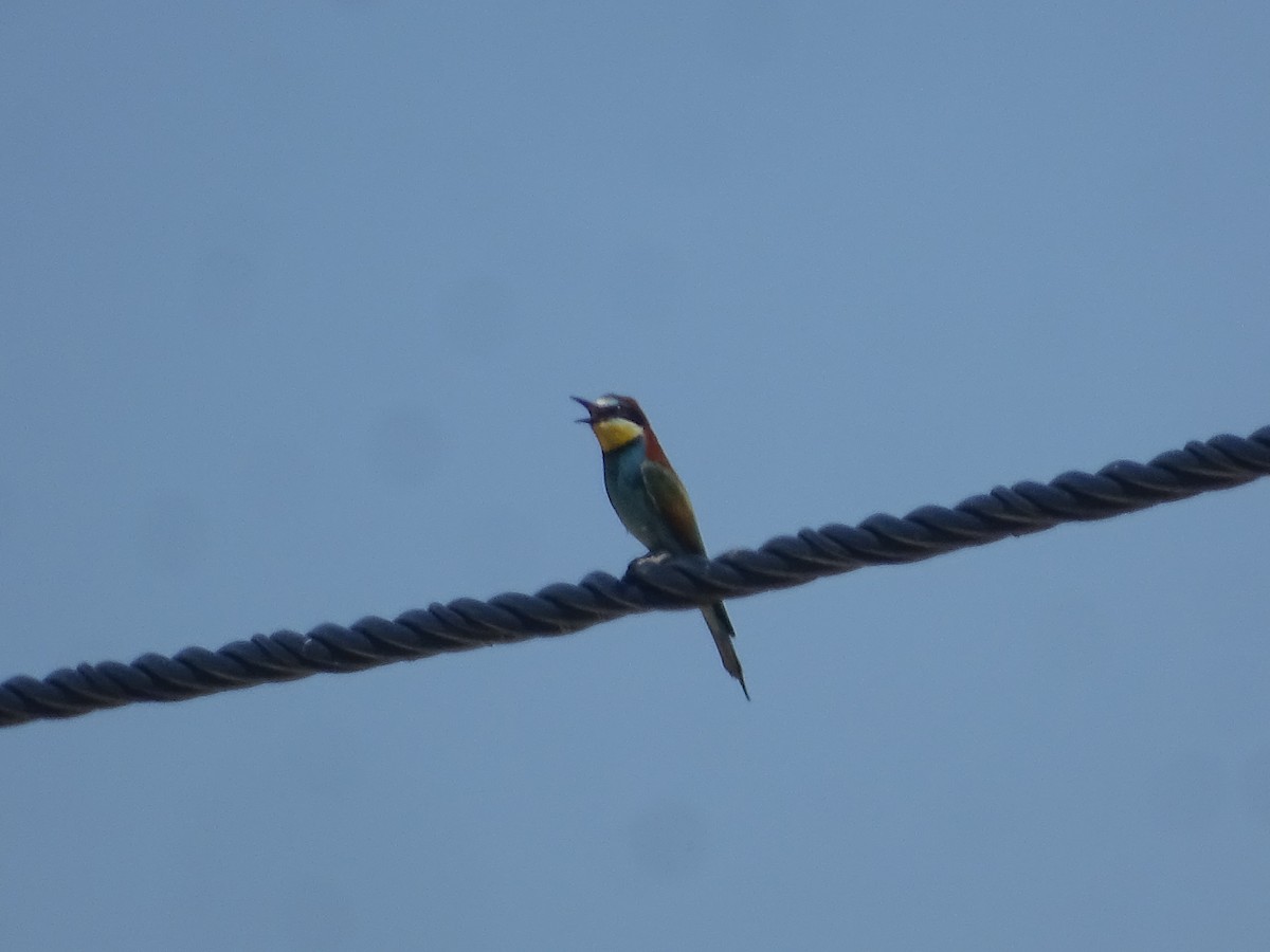 European Bee-eater - ML641888006