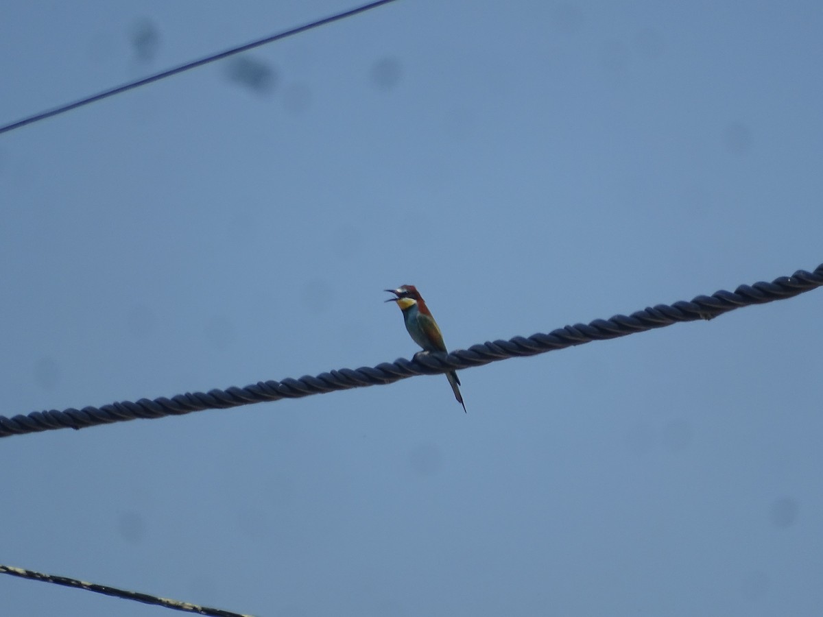 European Bee-eater - ML641888007