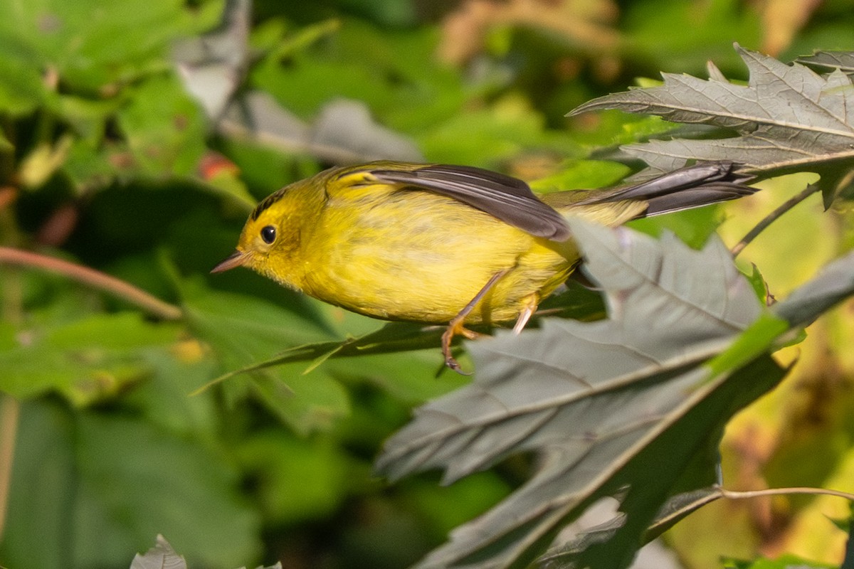 Wilson's Warbler - ML641888008