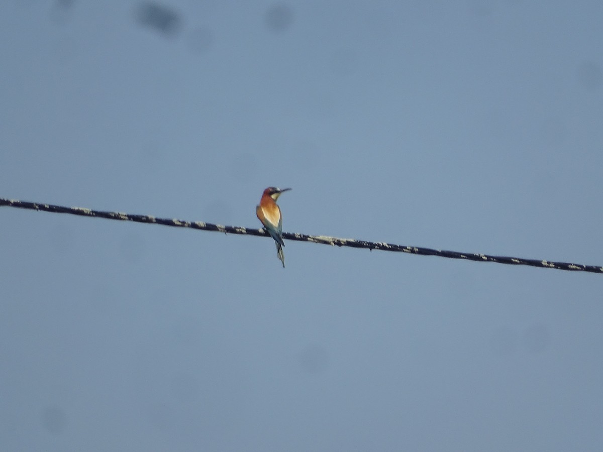 European Bee-eater - ML641888009