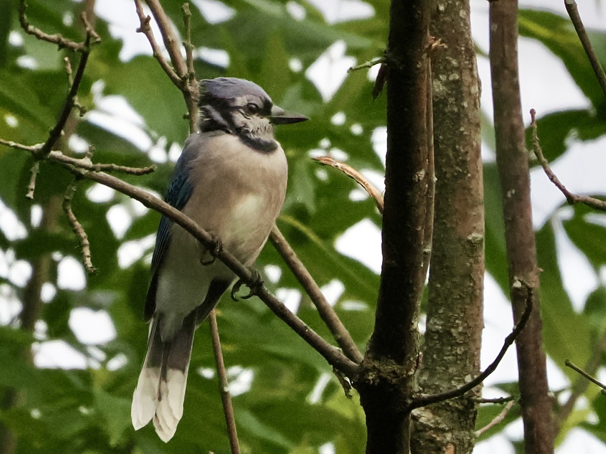 Blue Jay - ML641888027