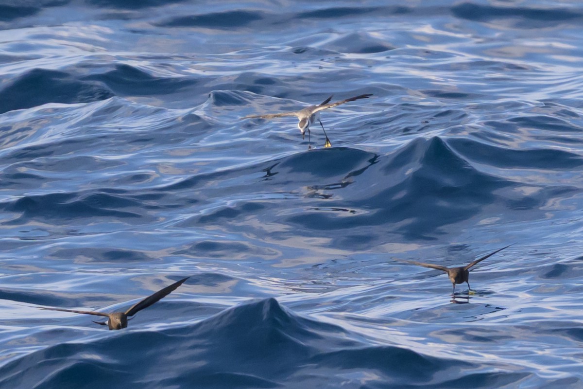 White-faced Storm-Petrel - ML641888036