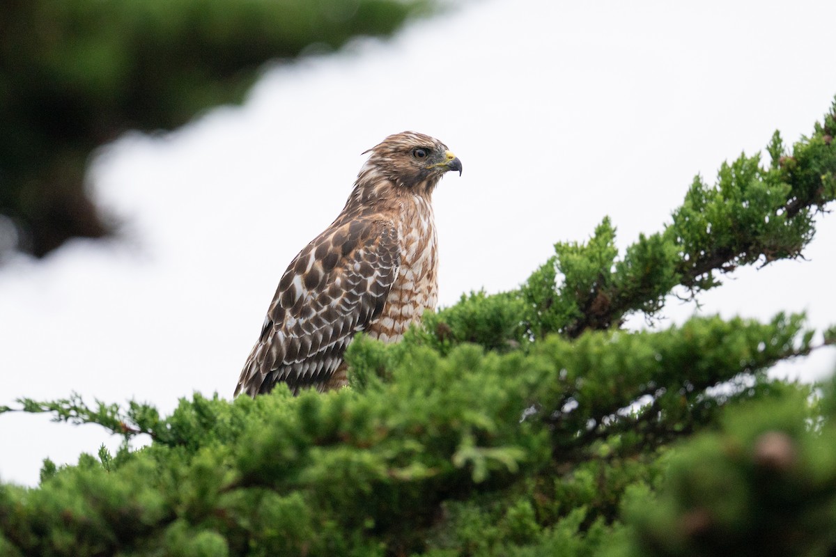 Red-shouldered Hawk - ML641888037