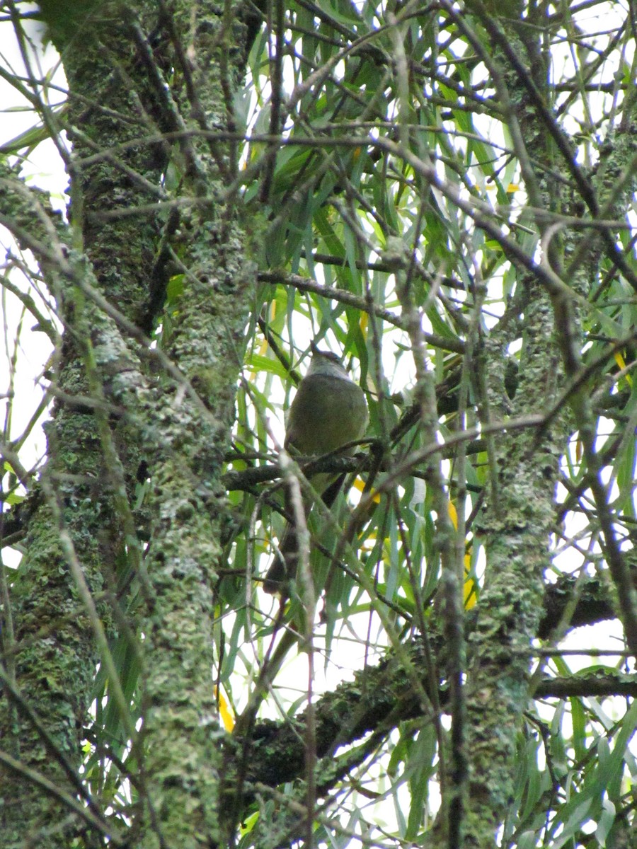 Tyranneau à gorge blanche - ML641888039
