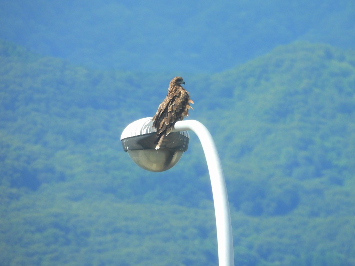 Black Kite - ML641888042