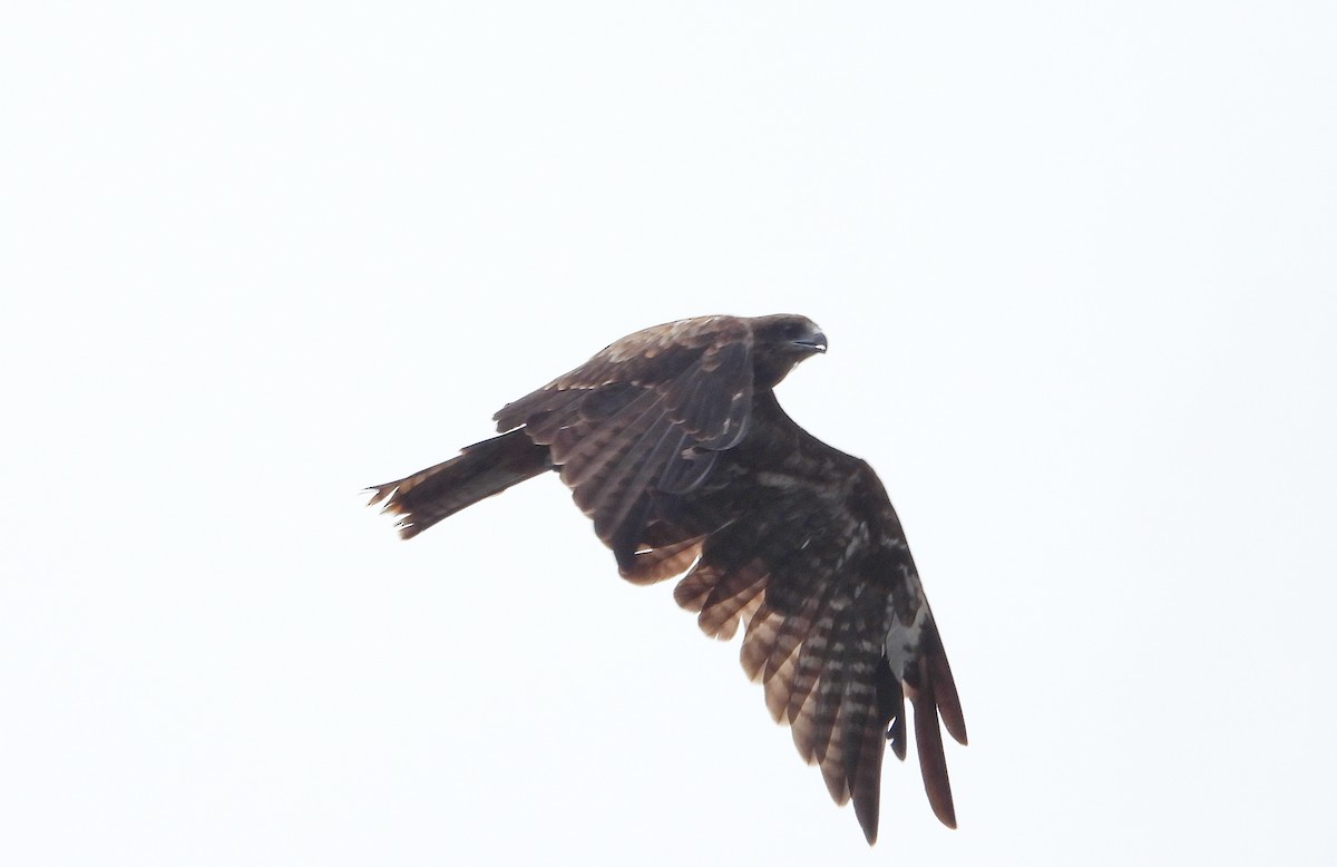 Black Kite - ML641888049