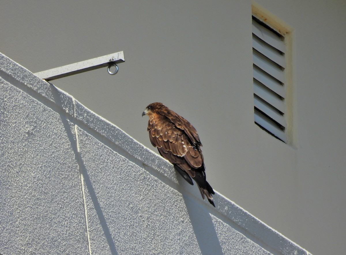Black Kite - ML641888052
