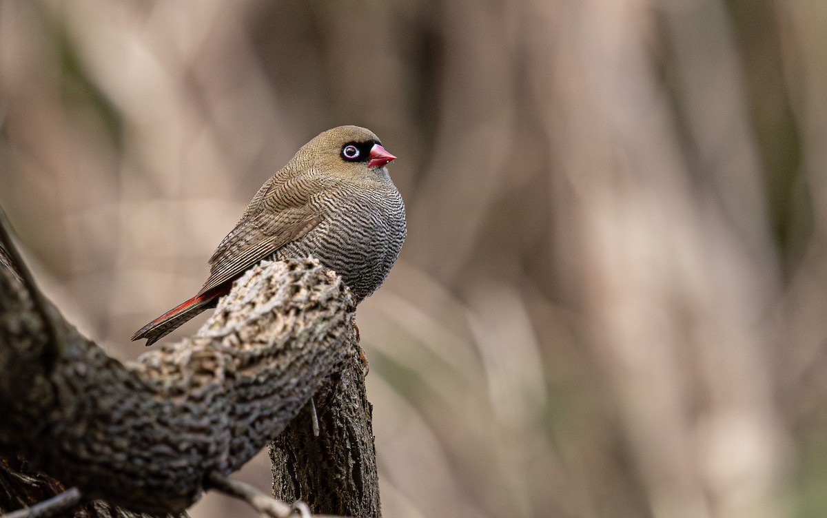 Beautiful Firetail - ML641888064