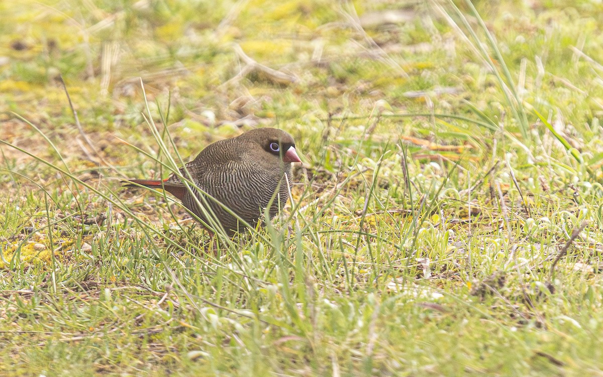 Beautiful Firetail - ML641888065