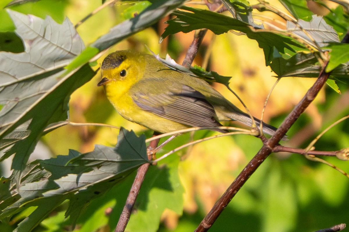 Wilson's Warbler - ML641888066