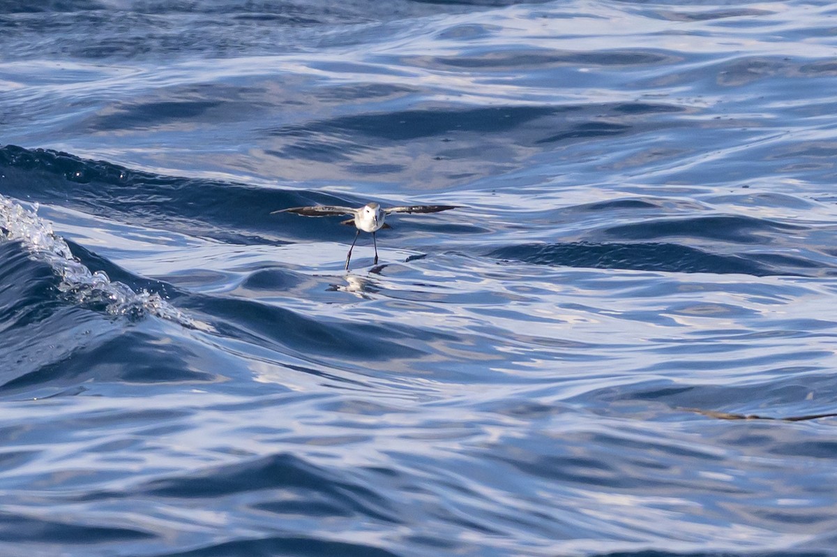 White-faced Storm-Petrel - ML641888068