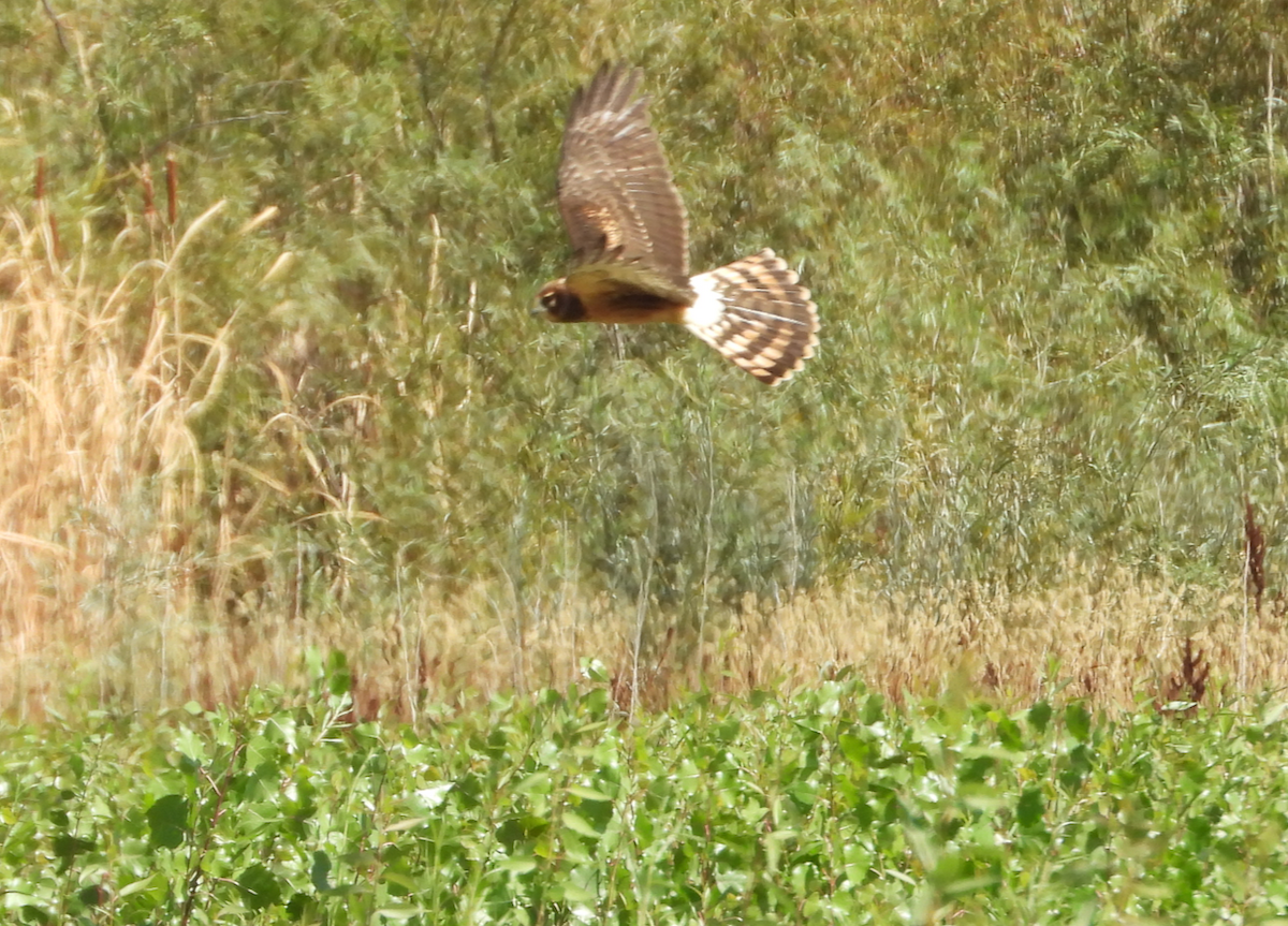 Northern Harrier - ML641888074