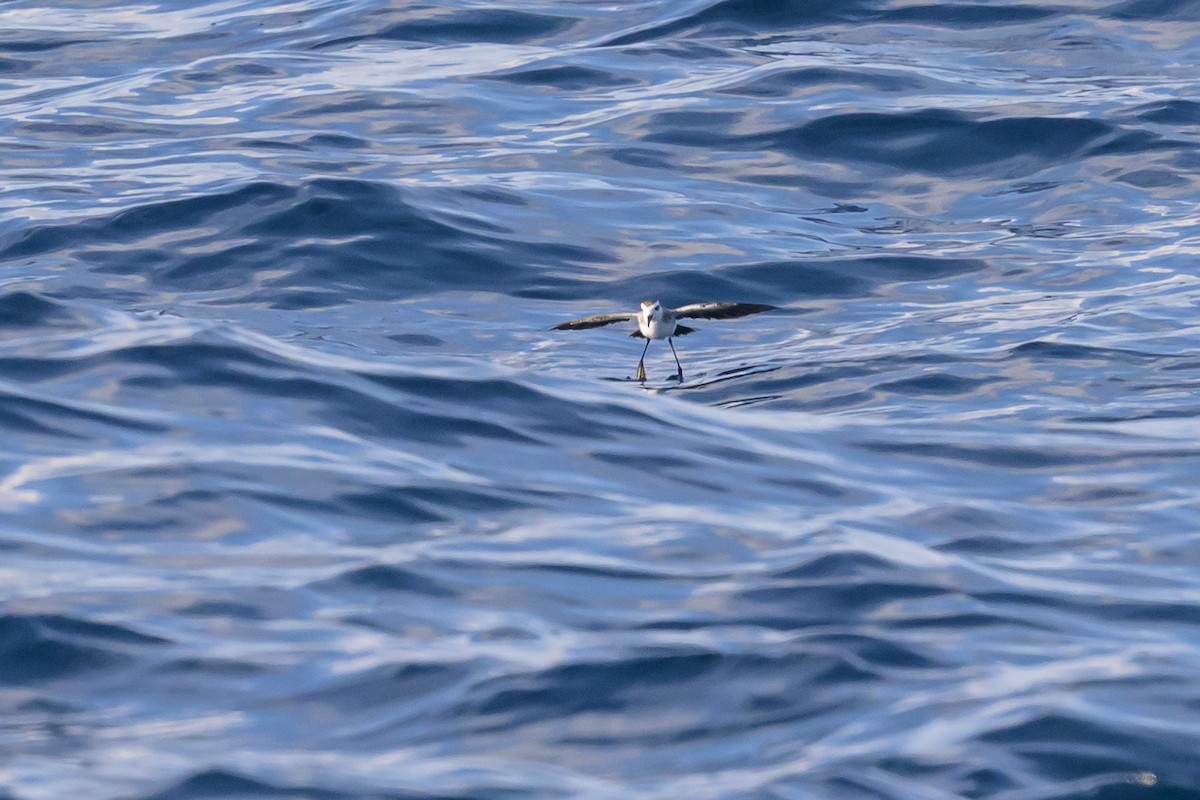 White-faced Storm-Petrel - ML641888106