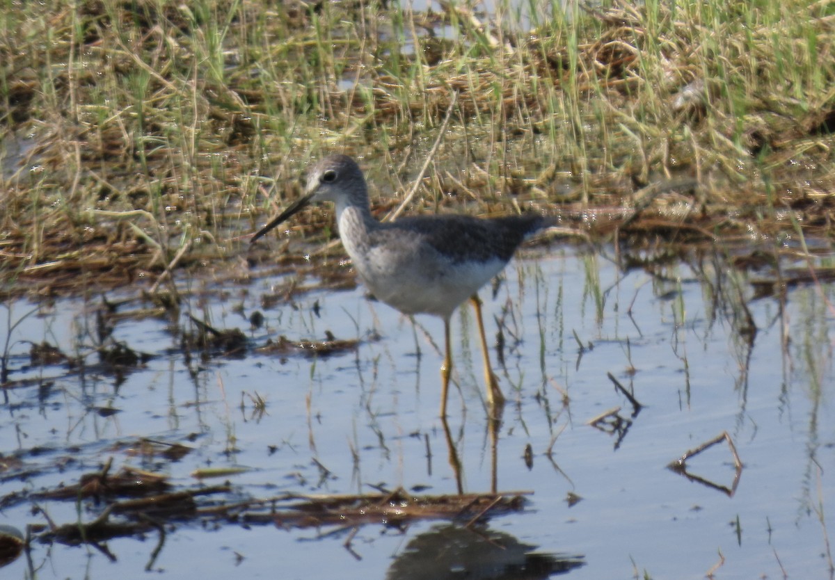 Greater Yellowlegs - ML641888108