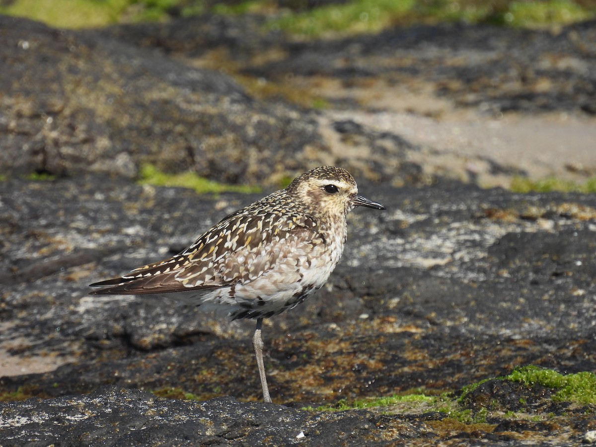 Pacific Golden-Plover - ML641888116