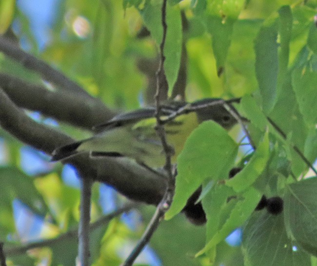 Magnolia Warbler - ML641888119