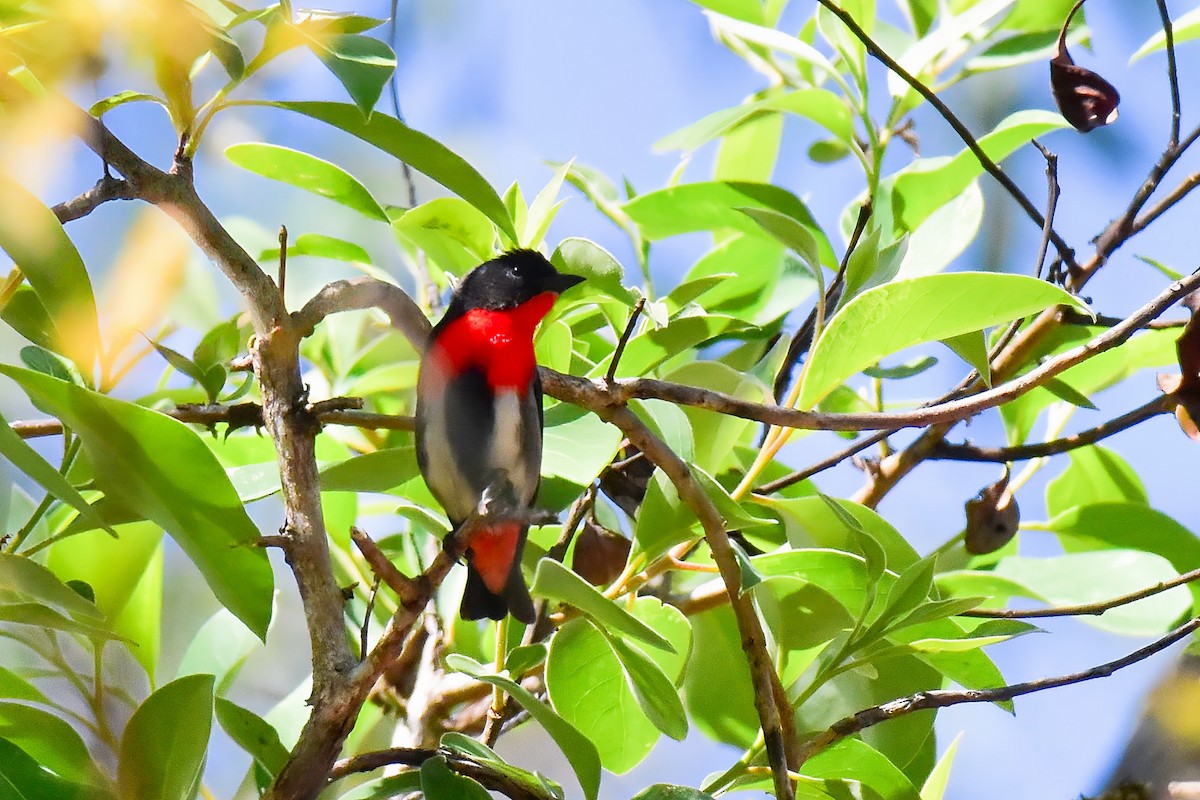 Mistletoebird - ML641888120