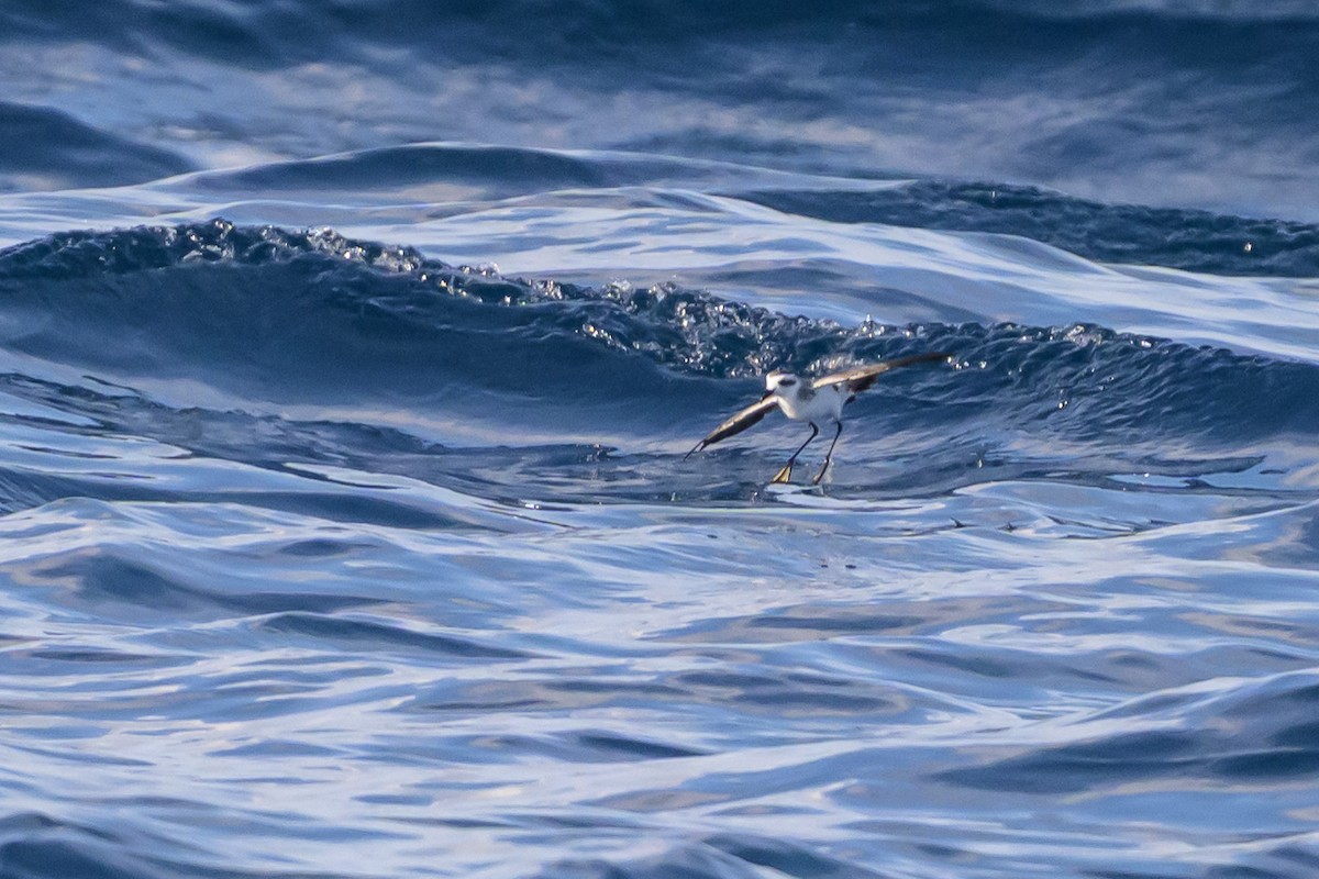 White-faced Storm-Petrel - ML641888122