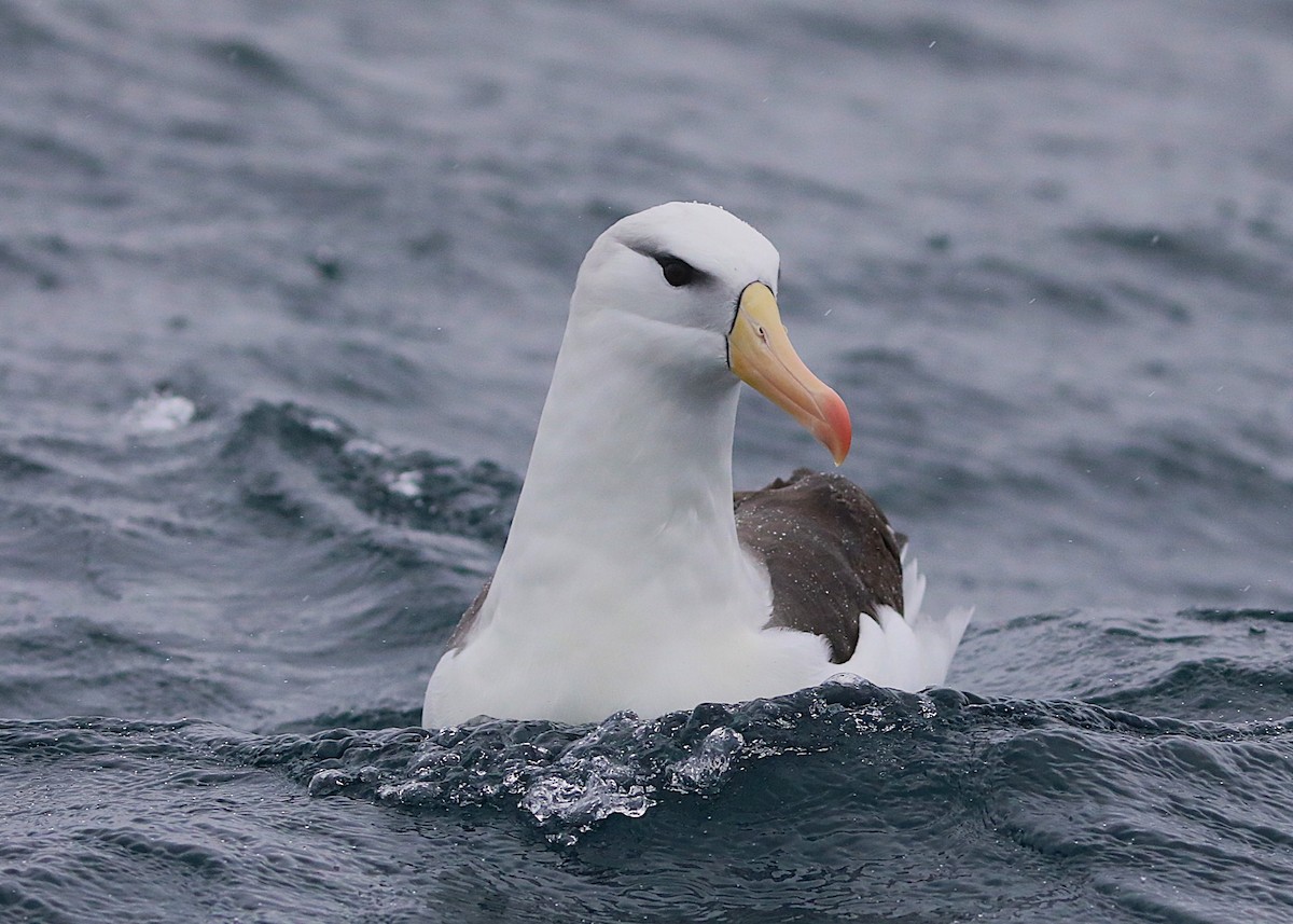 Black-browed Albatross - ML641888124