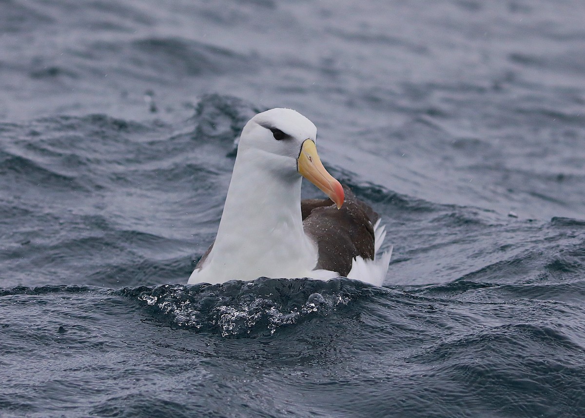 Black-browed Albatross - ML641888125