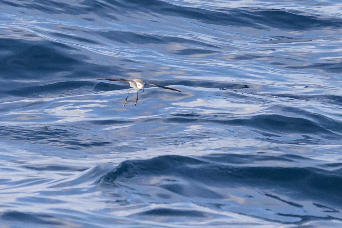 White-faced Storm-Petrel - ML641888129