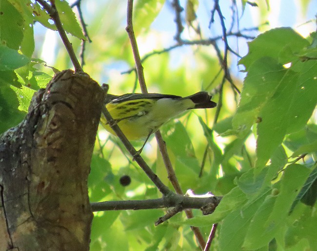 Magnolia Warbler - ML641888131