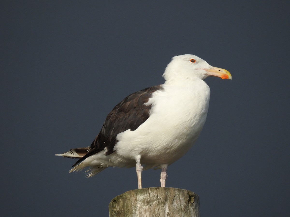 Mugnaiaccio - ML641888137