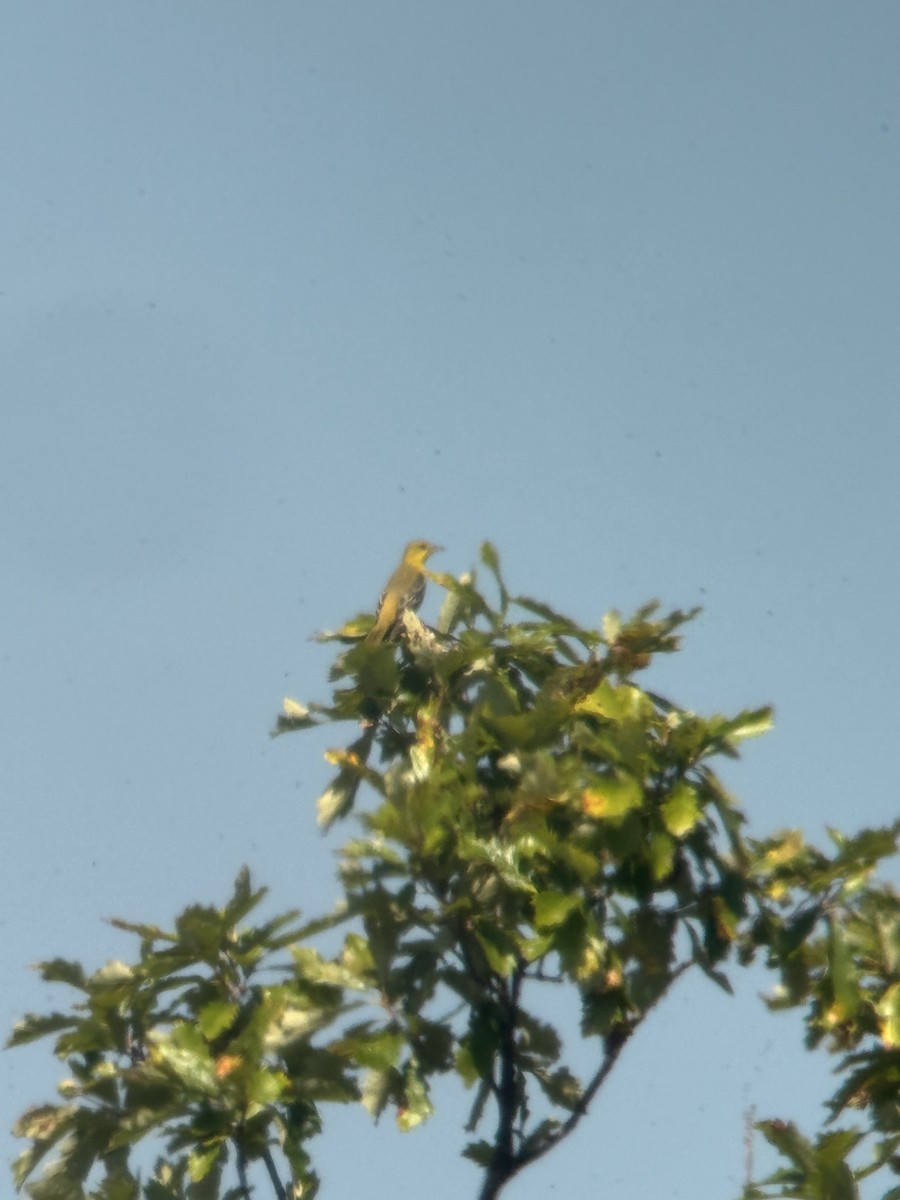 Orchard Oriole - ML641888141