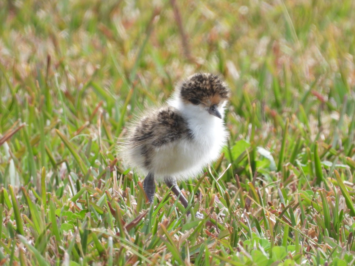 Masked Lapwing (Black-shouldered) - ML641888142