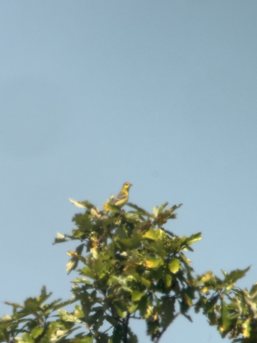 Orchard Oriole - ML641888143