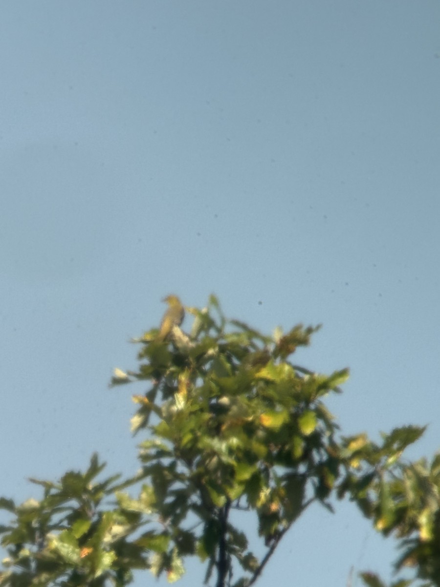 Orchard Oriole - ML641888144