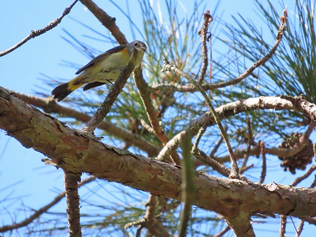 American Redstart - ML641888145