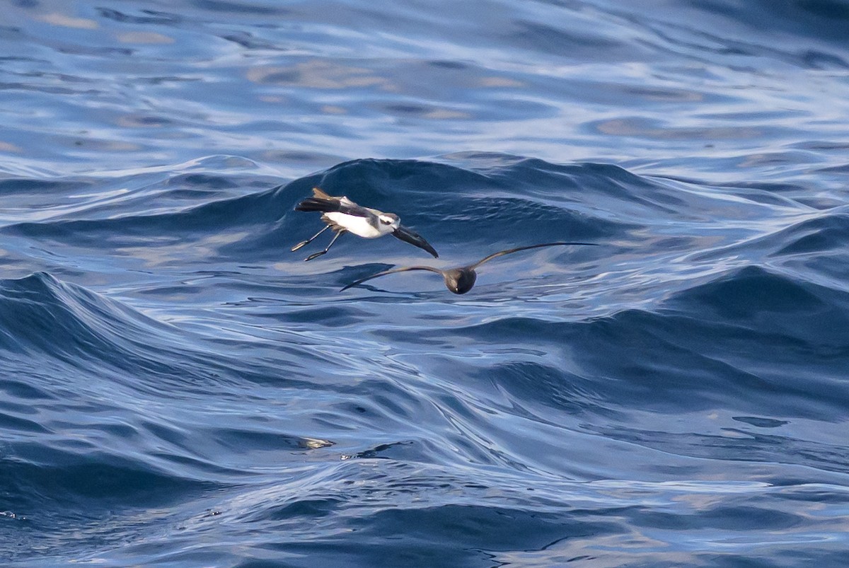 White-faced Storm-Petrel - ML641888149